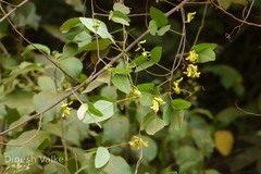 Dumasia villosa